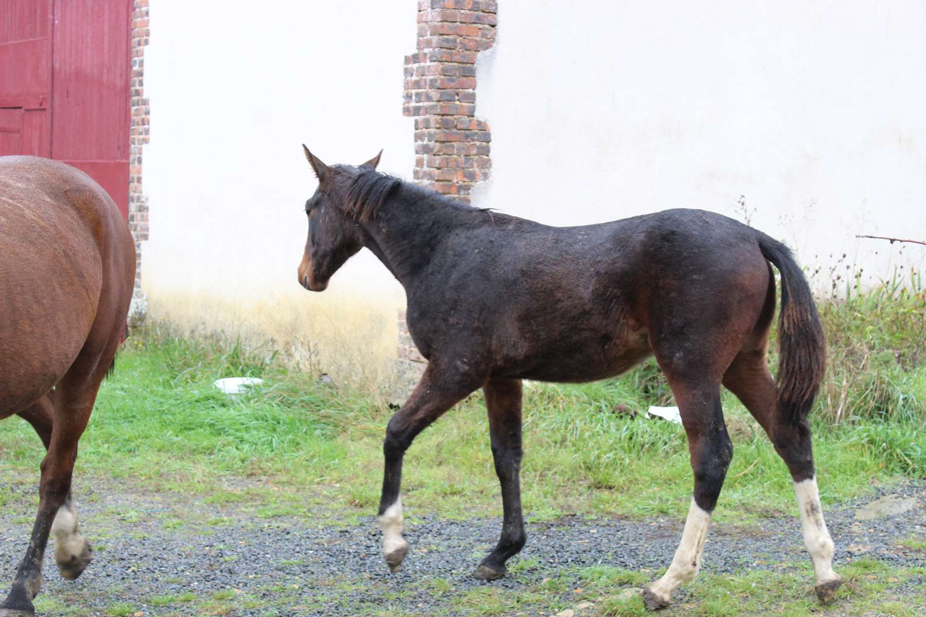 haras trotteur a vendre
